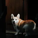 A 5 Minutes De Gerardmer Avec Etang * Sapois (Vosges)