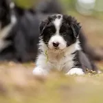 A 5 Minutes De Gerardmer Avec Etang Apartment *