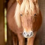 A 5 Minutes De Gerardmer Avec Etang Apartment