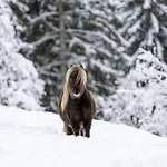 Apartment A 5 Minutes De Gerardmer Avec Etang Sapois (Vosges)