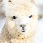 A 5 Minutes De Gerardmer Avec Etang Apartment *