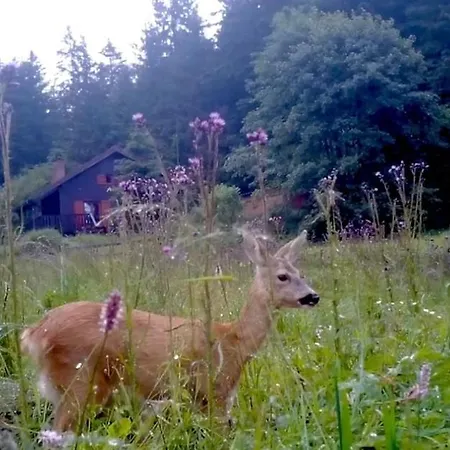 à 5 Minutes De Gérardmer Avec étang Apartamento Sapois (Vosges)