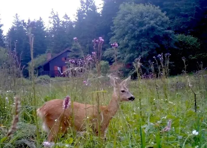 A 5 Minutes De Gerardmer Avec Etang 公寓 Sapois (Vosges)