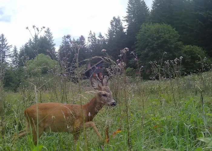 A 5 Minutes De Gerardmer Avec Etang Sapois (Vosges)