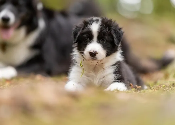 A 5 Minutes De Gerardmer Avec Etang 公寓 *