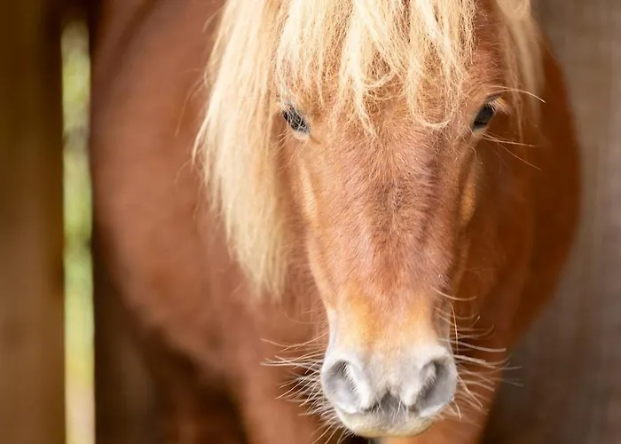 A 5 Minutes De Gerardmer Avec Etang 公寓