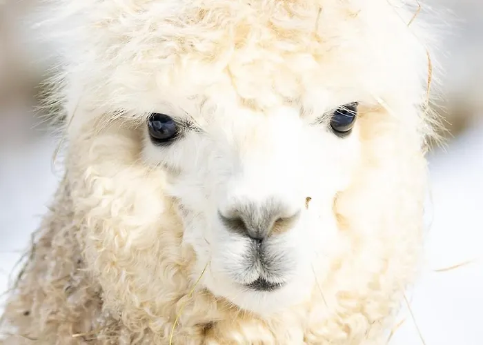 A 5 Minutes De Gerardmer Avec Etang 公寓 *